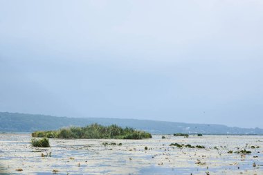 Göl manzaralı Mavi su, çeşitli yeşil ve büyüyen bastonlu sarı yosunlarla kaplı. Göletteki yağmurdan önce bulutlu bir hava. Balıkçı gölü