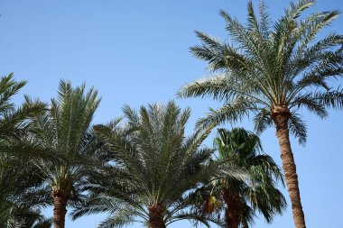 Güneşli havalarda yeşil palmiye ağaçlarına ve mavi gökyüzüne bakın. Deniz kıyısındaki tropik yaz tatil beldesinde doğal manzara. Tatil gevşemesi.