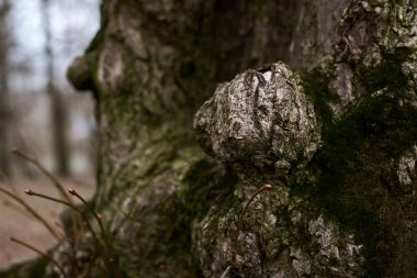 Eski kavisli ağaç gövdesinin bir parçası, kışın orman ormanlarında yeşil yosunlarla kaplı. Çıplak ağaç. Doğal doku arkaplanı
