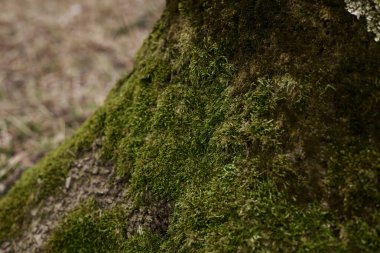 Orman parkındaki ağaç sapının kuzey ucunda yeşil yosun var. Doğal arka plan. Yosun dokusu.