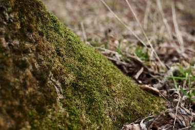 Orman parkındaki ağaç sapının kuzey ucunda yeşil yosun var. Doğal arka plan. Yosun dokusu.