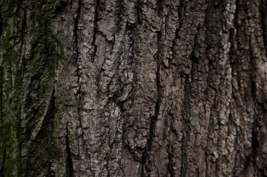 Eski ağaç gövdesinin bir parçası, kışın orman ormanlarında kahverengi kabuk ve yeşil yosun ile kaplıdır. Çıplak ağaç. Doğal doku arkaplanı