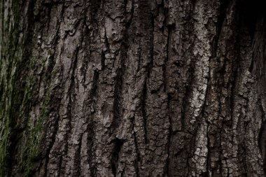 Eski ağaç gövdesinin bir parçası, kışın orman ormanlarında kahverengi kabuk ve yeşil yosun ile kaplıdır. Çıplak ağaç. Doğal doku arkaplanı