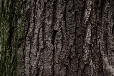 Eski ağaç gövdesinin bir parçası, kışın orman ormanlarında kahverengi kabuk ve yeşil yosun ile kaplıdır. Çıplak ağaç. Doğal doku arkaplanı