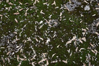 Yeşil yosun, küçük gri taşlar ve kurumuş yapraklarla yer dokusu. Doğal arkaplan.