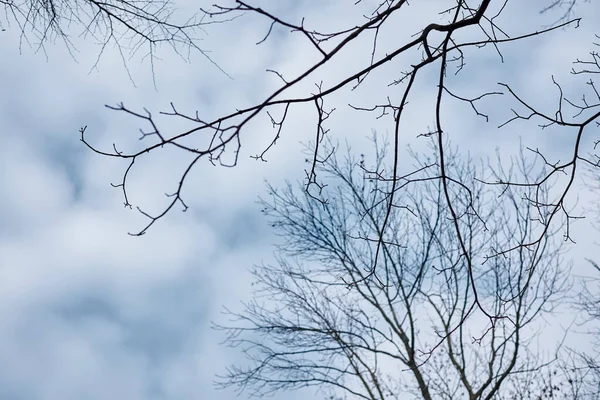 Arbres Nus Hiver Printemps Automne Dans Parc Forestier Contexte Naturel — Photo