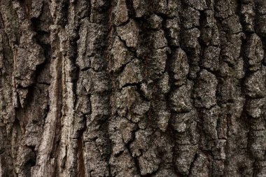 Eski ağaç gövdesinin bir parçası, kışın ormandaki kahverengi kabukla kaplı. Çıplak ağaç. Doğal doku arkaplanı