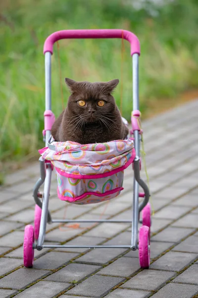 Британский кот Shorthair, лежащий в детской коляске на улице. Игривый домашний кот сидит в тележке на улице — стоковое фото