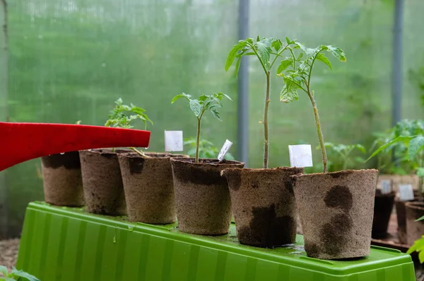 Plastic sprinkling can or funnel watering tomato plant in the greenhouse. Organic home grown tomato plants without vegetables being watered