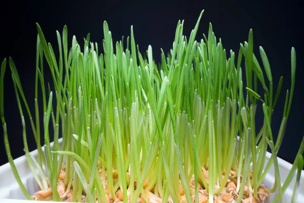 Coltivare erba commestibile a casa. Germogli verdi che escono dai semi in vaso bianco, cibo biologico, stile di vita sano — Foto Stock
