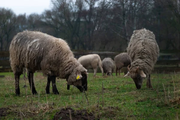 Pâturage et pâturage de moutons moelleux sur les terres de la ferme. Troupeau de moutons mangeant de l'herbe en plein air — Photo