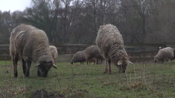 Ovelhas Fofas Pastando Pastando Terra Fazenda Rebanho Ovelhas Comendo Grama — Vídeo de Stock