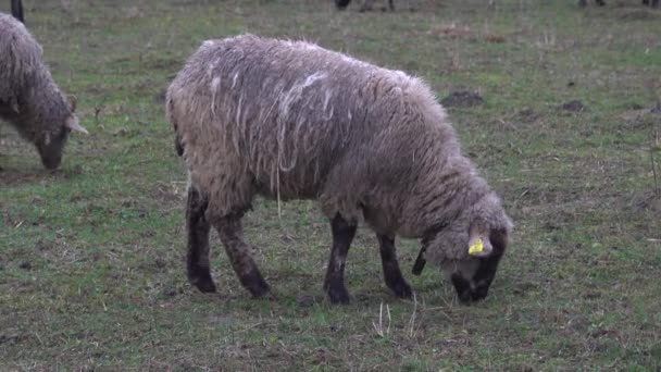 ふわふわの羊の放牧と農場の土地で放牧 羊の群れ屋外で草を食べる — ストック動画