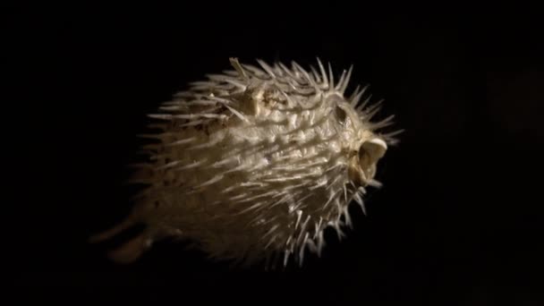 Dried Blowfish Puffer Fish Diodon Holocanthus Skeleton Dark Background Very — Stock Video