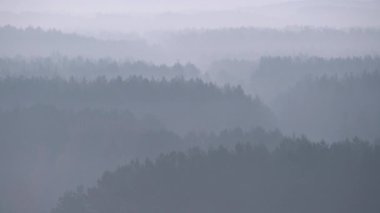 Sisli ormanın yüksek irtifa görüntüsü perspektif olarak azalıyor. Doğanın gizemli atmosferi. Ağaçların puslu katmanları