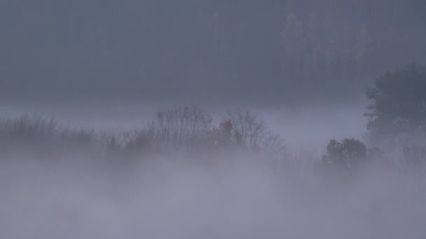 野原の夜の草の上の木の周りに低いぶら下がり霧の時間の経過 自然の風景の中の神秘的な雰囲気 — ストック動画