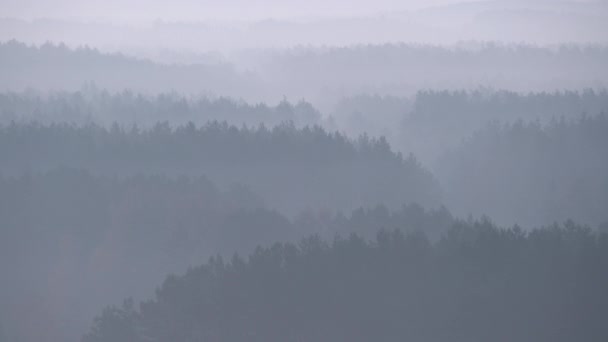 Höghöjdssynen Dimmig Skog Minskar Perspektiv Mystisk Atmosfär Naturlandskapet Dimmiga Lager — Stockvideo