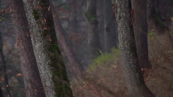 Dos Ardillas Juguetonas Trepando Árbol Arriba Abajo Jugando Entre Ardillas — Vídeos de Stock