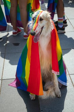 Köpek gökkuşağı bayrağı ile kaplı olay. Eşcinsel bayrağı LGBT topluluk haklarını destekleyen kutlama sırasında köpekler burun boyalı