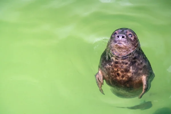 Atlantic Grey Seal - Halichoerus grypus simmar vid vattenytan i terarium. Rolig tätning tittar upp och vilar i saltvattnet — Stockfoto