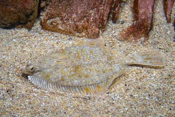 Flatfish - Pleuronectidae. Flat fish laying under the sand on the sea bottom, camouflage on the ocean floor. — Stock Photo, Image
