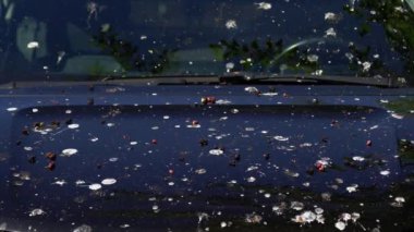 Loads of bird poop on top of the car. Dark hood of the car and front window with lot of bird droppings. Bad parking, bad luck, car damage