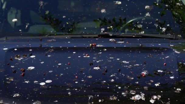 Loads Bird Poop Top Car Dark Hood Car Front Window — Stock Video