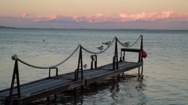 Seagulls Sitting Railing Pier Shore Sunset Swirling Water Colourful Sunset — Stockvideo