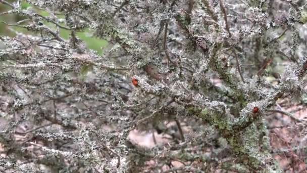 Líquen Cresce Galhos Árvores Floresta Musgo Cinzento Troncos Árvores Velhas — Vídeo de Stock