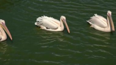 Pembe backet pelikanları - Pelecanus rufescens suda yüzüyor. Su yüzeyinde üç güzel pembe vahşi pelikan.