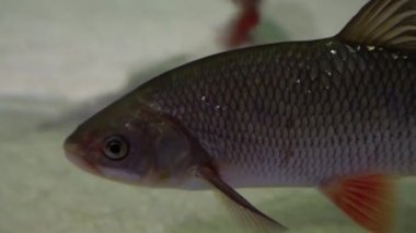 Chub balığı - squalius cephalus. Nehir tabanında dinlenen olgun balık sualtı görüntüsü. Tatlı su yırtıcı balıkları daha küçük balıkları avlıyor.