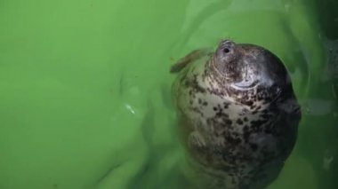 Atlantik Gri Foku - Halichoerus grypus teraryumdaki su yüzeyinde yüzüyor. Komik fok yukarı bakıyor ve tuzlu suda dinleniyor.