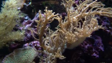 Akvaryum tankındaki resifteki mantar mercanı (Fungiidae) kolonisinin sualtı çekimi. Okyanusun dibinde büyüyen renkli mercanlar..