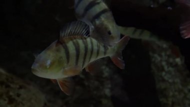 Avrupa levreği - Perca fluviatilis. Nehir tabanında dinlenen olgun levrek balığının sualtı görüntüsü. Tatlı su yırtıcı balıkları daha küçük balıkları avlıyor.