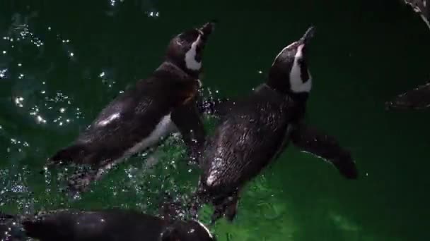 Pingüino Africano Spheniscus Demersus Pingüino Patas Negras Nadando Agua Lindo — Vídeo de stock