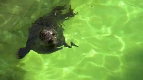 Atlantic Grey Seal Halichoerus Grypus Simmar Vid Vattenytan Terarium Rolig — Stockvideo