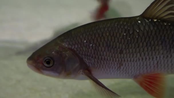 Peixe Gordo Squalius Cephalus Tiro Subaquático Peixes Gordinhos Maduros Descansando — Vídeo de Stock