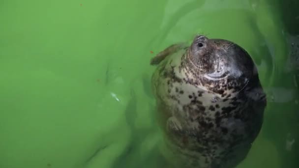 大西洋灰海豹 Halichoerus Grypus在水族馆的水面上游泳 有趣的海豹抬起头 在盐水中休息 — 图库视频影像