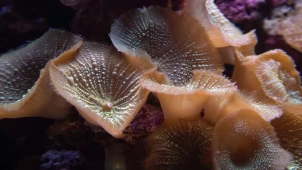 水族馆池中珊瑚礁上的蘑菇珊瑚 Fungiidae 菌落水下拍摄 海底生长着五彩斑斓的珊瑚 — 图库视频影像
