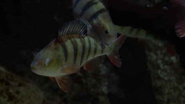 ヨーロッパのパーチ ペルカ フルビアティリス 成熟したパーチ魚の水中ショットは 川の床に休んでいる 小さな魚のための淡水捕食魚狩り — ストック動画