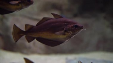 Morina balığı - Gadus morhua. Atlantik morina balığının denizin dibinde yüzerken ve yiyecek ararken çekilmiş sualtı görüntüleri.