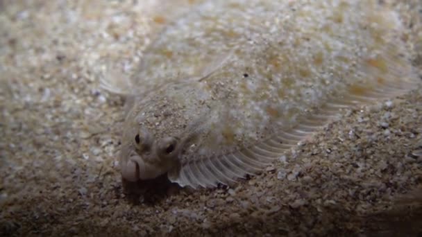 Pesce Piatto Pleuronectidae Pesce Piatto Sdraiato Sotto Sabbia Sul Fondo — Video Stock