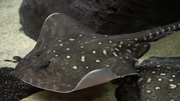 Stingray Fish Myliobatoidei Underwater Shot Spotted Grey Venomous Fish Swimming — Stock Video