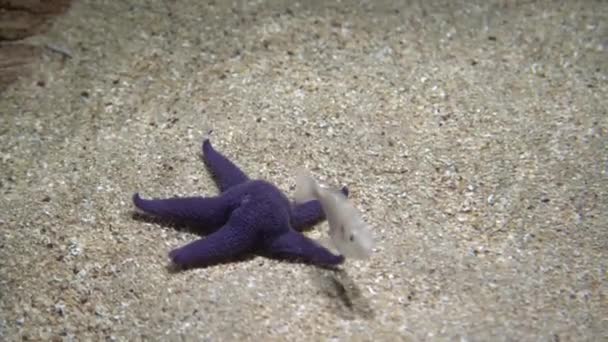 Blue Sea Star Linckia Laevigata Sea Star Sand Ant Bottom — Stock Video