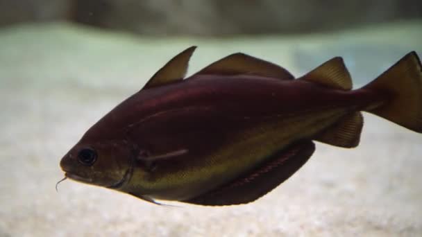 Cod Fish Gadus Morhua Underwater Shot Atlantic Cod Swimming Searching — 비디오
