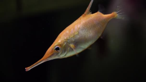 Pink Snipefish Macroramphosus Scolopax Also Known Snipe Trumpet Fish Snipe — Stock Video