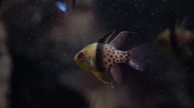 Kardinalbalığı - Apogonidae - Pterapogon kauderni. Suyun altındaki küçük tropik kardinal balığı. Akvaryum ticaretinde çok popüler..
