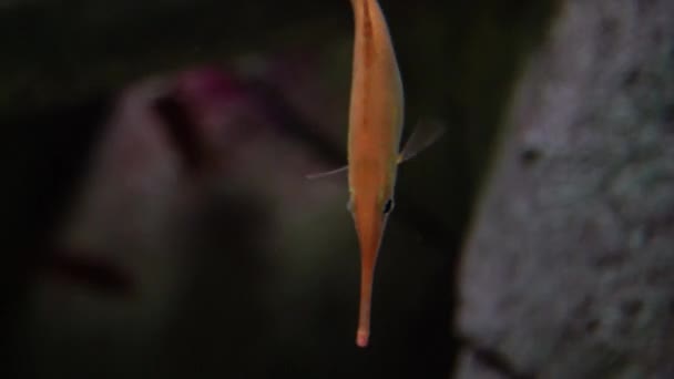 Růžová Ryba Macroramphosus Scolopax Také Známý Jako Snipe Trumpet Fish — Stock video