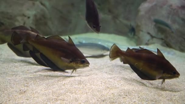 Kabeljauw Vis Gadus Morhua Onderwater Opname Van Atlantische Kabeljauw Zwemmen — Stockvideo