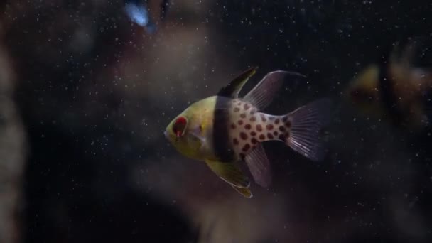 Кардиналфіш Apogenidae Pterapogen Kauderni Невелика Тропічна Кардинальна Риба Під Водою — стокове відео